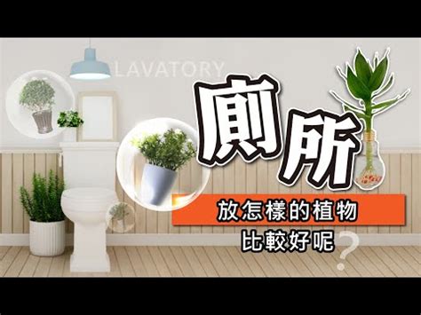 放廁所的植物|廁所可以放植物嗎？適合放在浴室、廁所的植物推薦